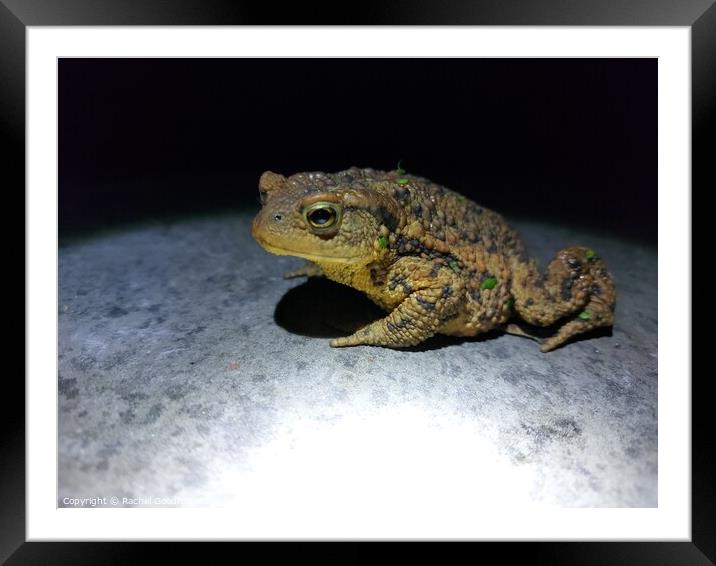 Toad Framed Mounted Print by Rachel Goodfellow