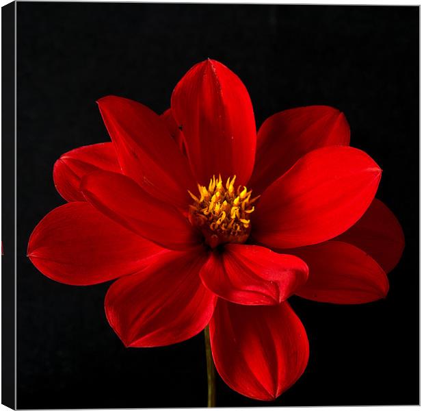 Red Dahlia Canvas Print by Steve Purnell