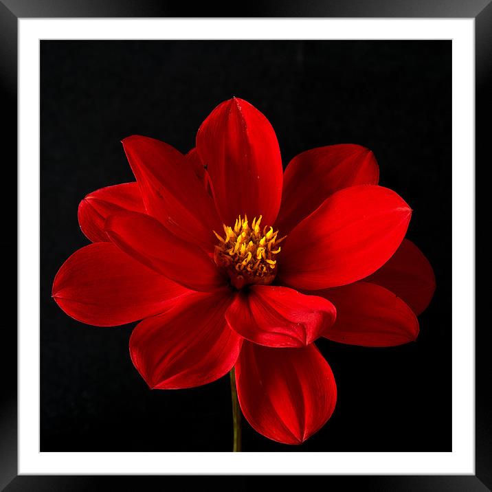 Red Dahlia Framed Mounted Print by Steve Purnell