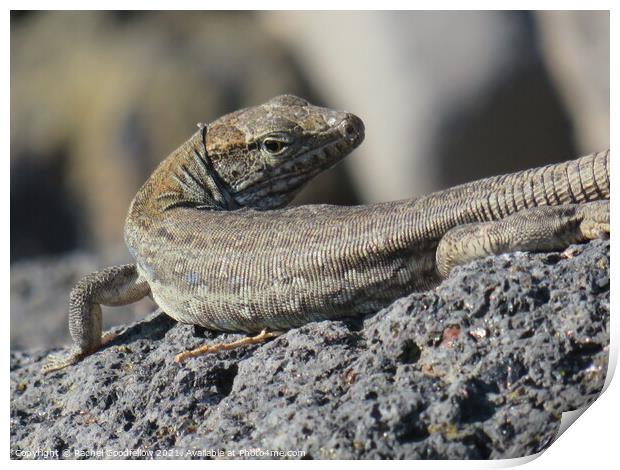 Lizard on the Rocks Print by Rachel Goodfellow