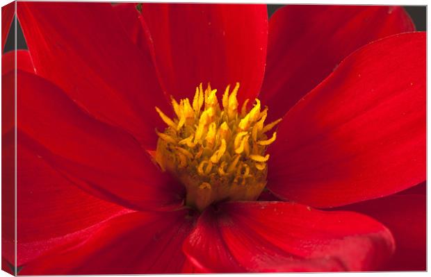 Red Dahlia Close Up Canvas Print by Steve Purnell