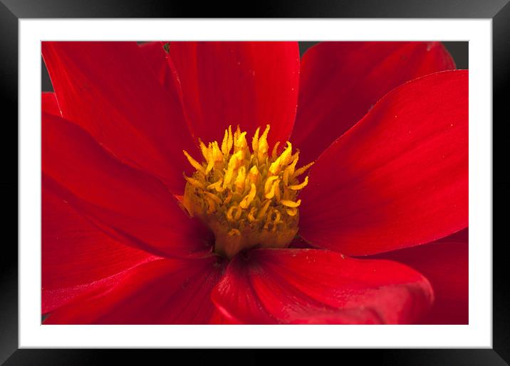 Red Dahlia Close Up Framed Mounted Print by Steve Purnell