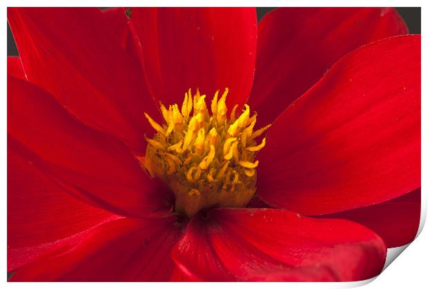 Red Dahlia Close Up Print by Steve Purnell