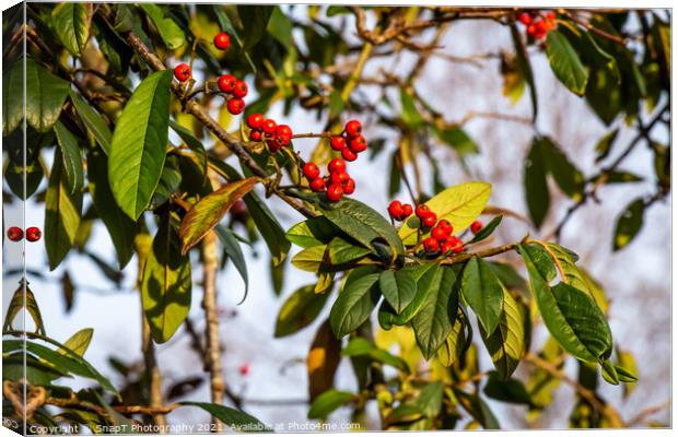 Red berries on a Cotoneaster or ‘Cornubia’ tree in the winter sunlight Canvas Print by SnapT Photography