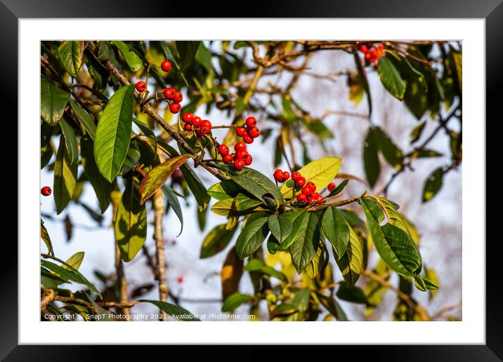 Red berries on a Cotoneaster or ‘Cornubia’ tree in the winter sunlight Framed Mounted Print by SnapT Photography