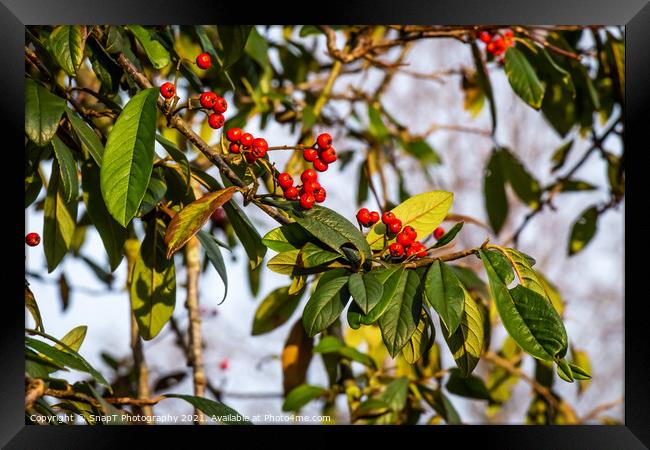 Red berries on a Cotoneaster or ‘Cornubia’ tree in the winter sunlight Framed Print by SnapT Photography