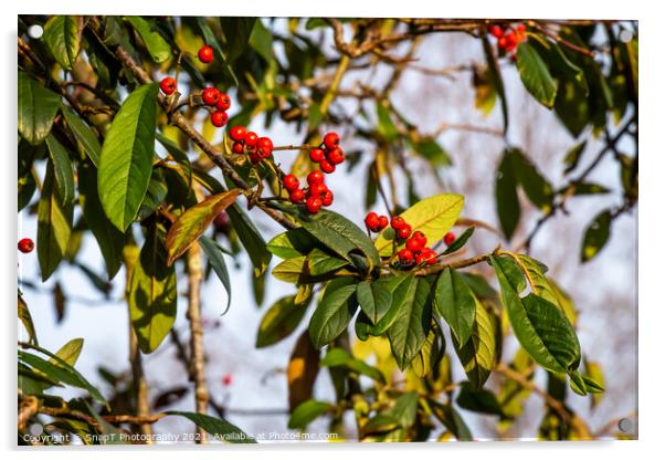 Red berries on a Cotoneaster or ‘Cornubia’ tree in the winter sunlight Acrylic by SnapT Photography