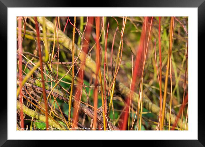 Abstract colourful background of young willow trees close up Framed Mounted Print by SnapT Photography