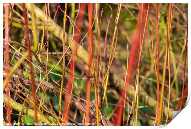 Abstract colourful background of young willow trees close up Print by SnapT Photography