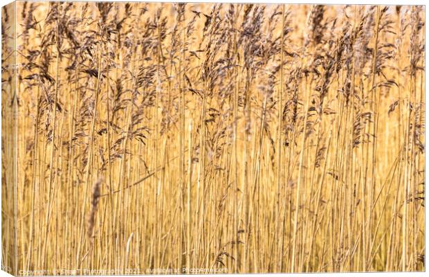 Abstract background close up of common reeds in the winter sun Canvas Print by SnapT Photography