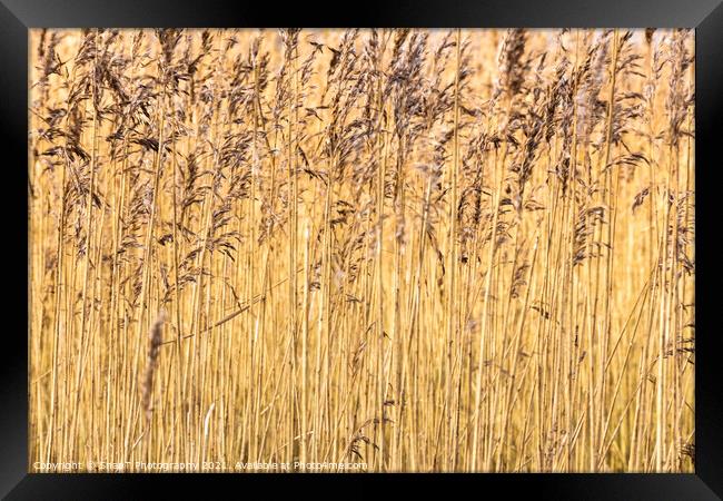Abstract background close up of common reeds in the winter sun Framed Print by SnapT Photography