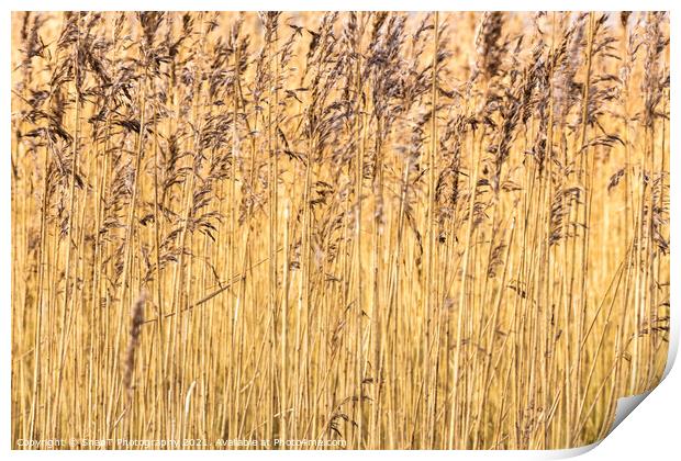 Abstract background close up of common reeds in the winter sun Print by SnapT Photography
