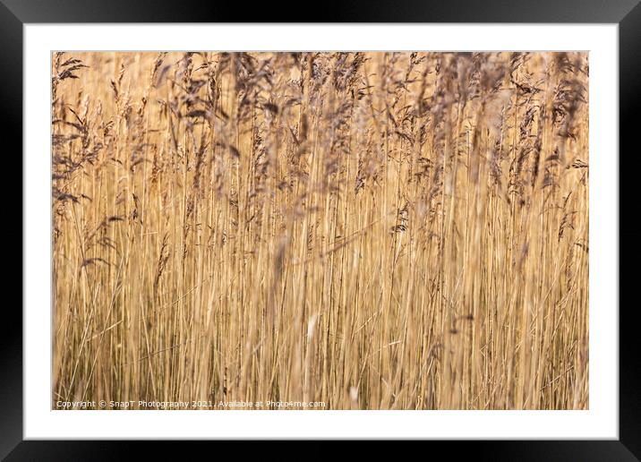 Abstract background close up of common reeds in the winter sun Framed Mounted Print by SnapT Photography