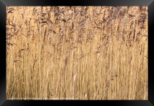 Abstract background close up of common reeds in the winter sun Framed Print by SnapT Photography