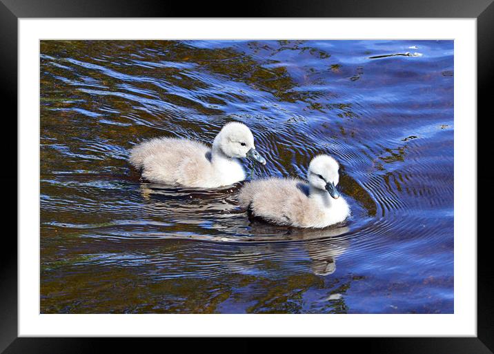 New life Framed Mounted Print by Allan Durward Photography