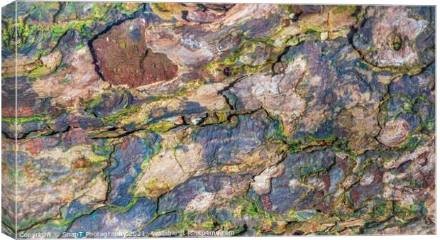 Close up of colorful decomposing tree bark in the winter light Canvas Print by SnapT Photography