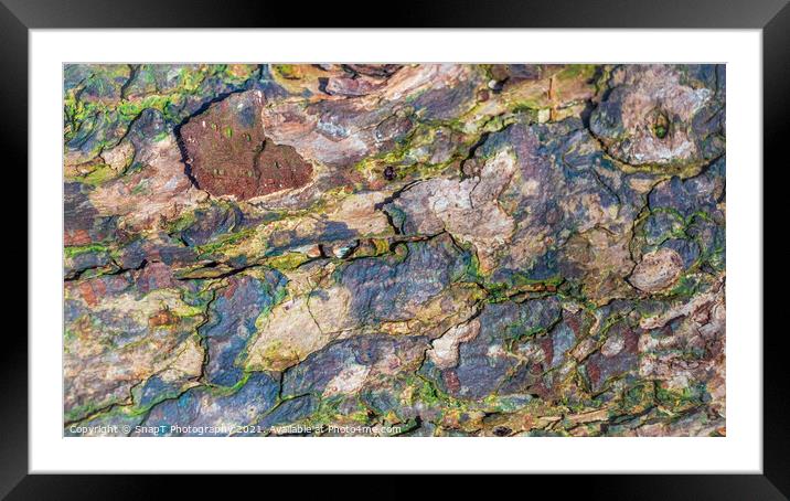 Close up of colorful decomposing tree bark in the winter light Framed Mounted Print by SnapT Photography