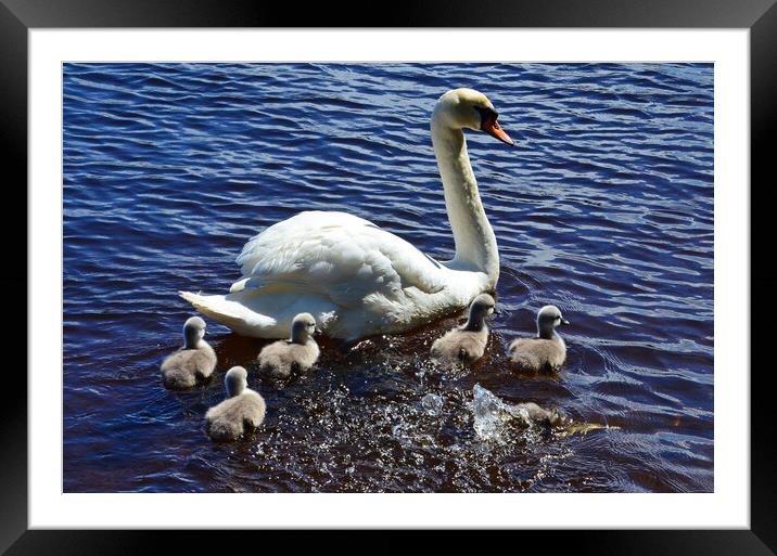 New family Framed Mounted Print by Allan Durward Photography
