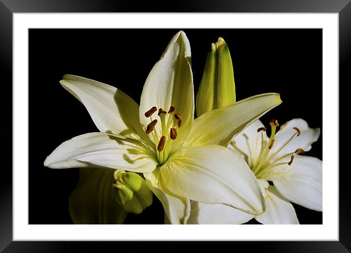 White Lilies on Black Framed Mounted Print by Jacqi Elmslie
