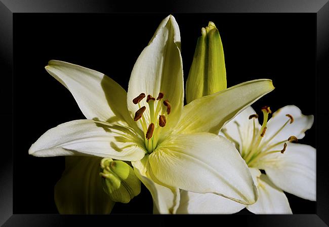 White Lilies on Black Framed Print by Jacqi Elmslie