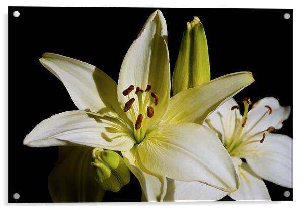White Lilies on Black Acrylic by Jacqi Elmslie