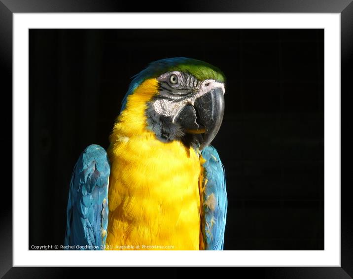 Macaw Framed Mounted Print by Rachel Goodfellow