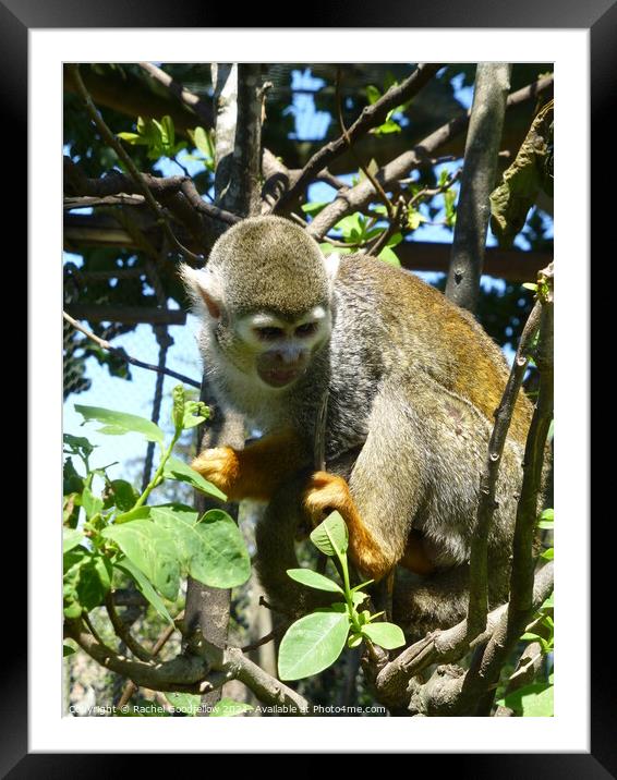 Squirrel Monkey Framed Mounted Print by Rachel Goodfellow