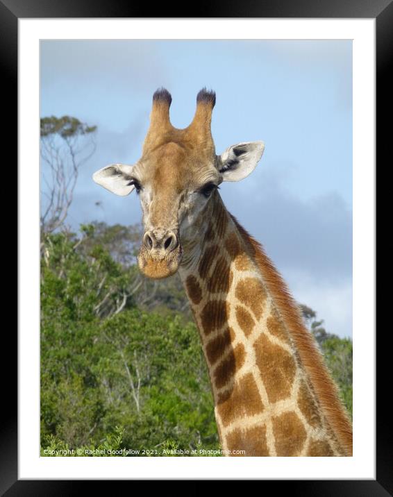 Giraffe Framed Mounted Print by Rachel Goodfellow