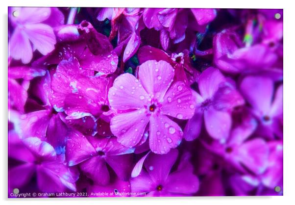 A study of Violets Acrylic by Graham Lathbury