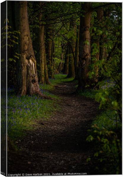 Path Through the Woods Canvas Print by Dave Harbon