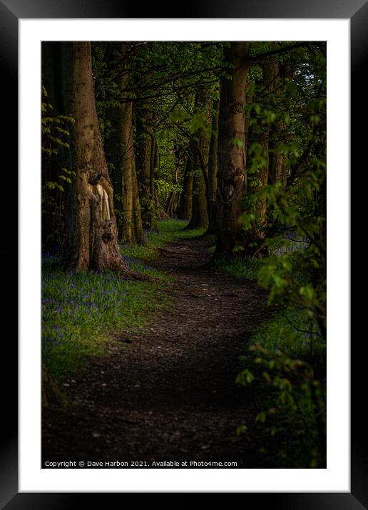 Path Through the Woods Framed Mounted Print by Dave Harbon