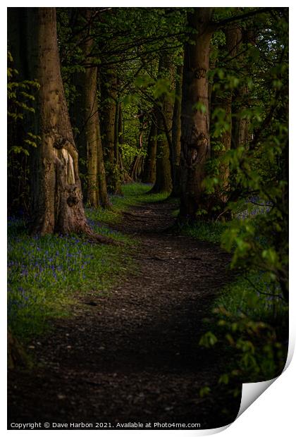 Path Through the Woods Print by Dave Harbon