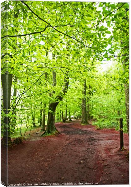A forest track Canvas Print by Graham Lathbury