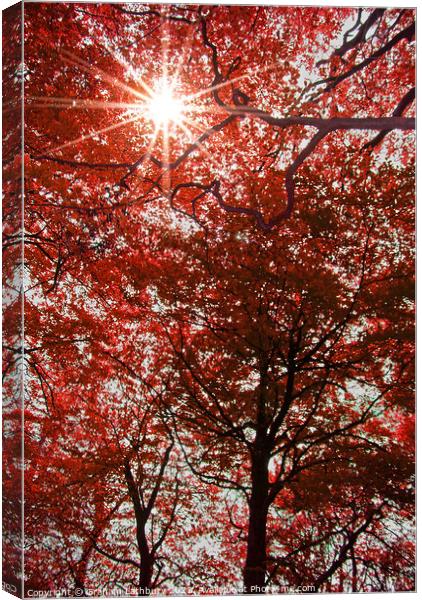 Sunlight through Autumn leaves Canvas Print by Graham Lathbury