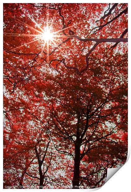 Sunlight through Autumn leaves Print by Graham Lathbury