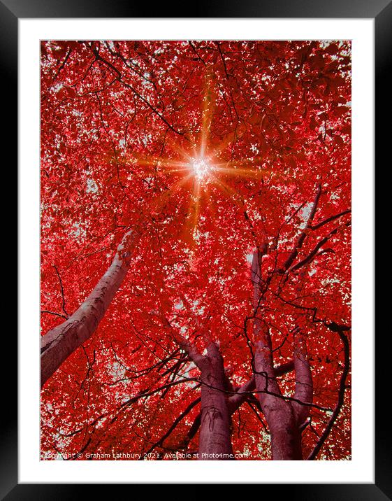 Sunlight through Autumn leaves Framed Mounted Print by Graham Lathbury