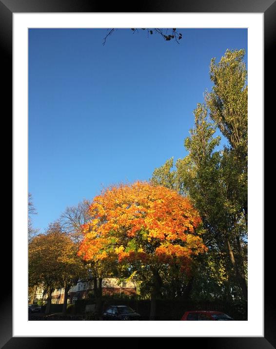 An autumn tree in the middle of the street Framed Mounted Print by Anna Hamill