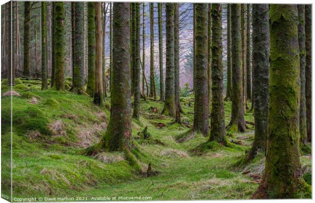 The Woods Canvas Print by Dave Harbon
