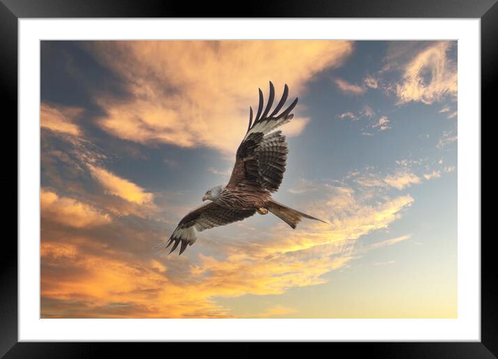 Red Kite Framed Mounted Print by Des O'Connor