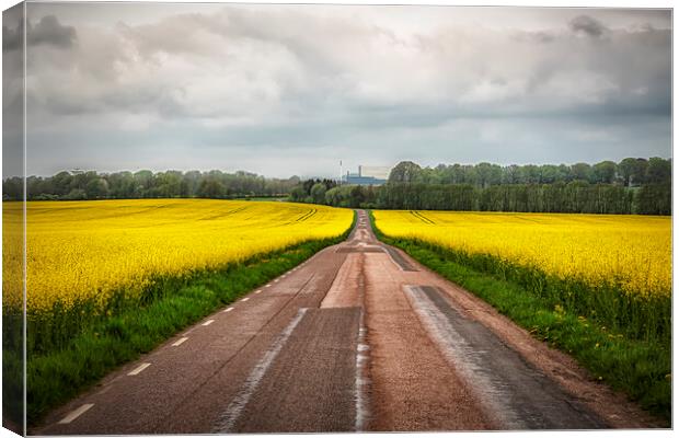 Rapeseed Field Either Side of the Road Canvas Print by Antony McAulay