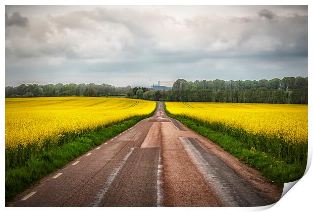 Rapeseed Field Either Side of the Road Print by Antony McAulay