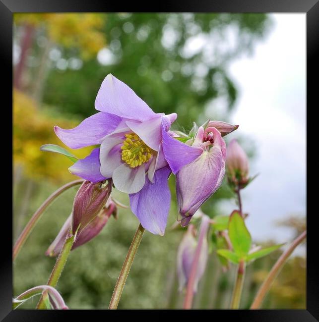 Purple Aquilegia  Framed Print by Roy Hinchliffe