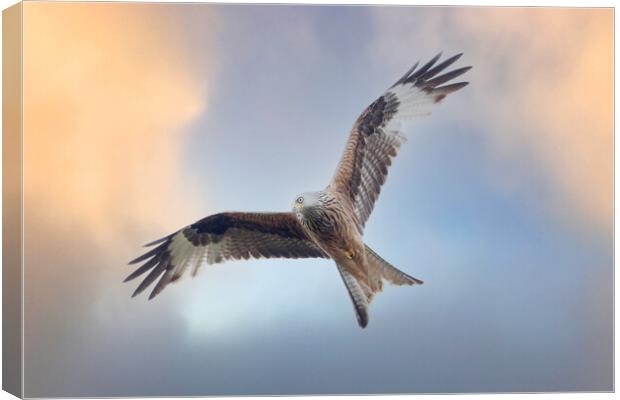 Red Kite in flight Canvas Print by Des O'Connor