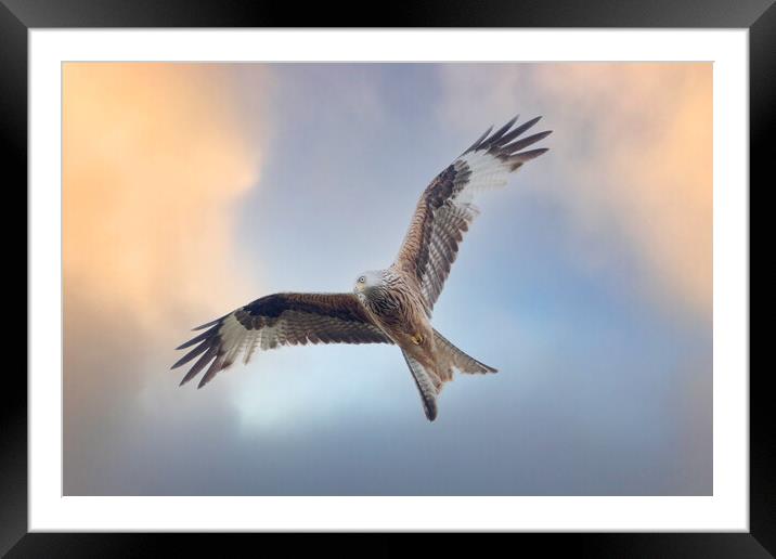Red Kite in flight Framed Mounted Print by Des O'Connor