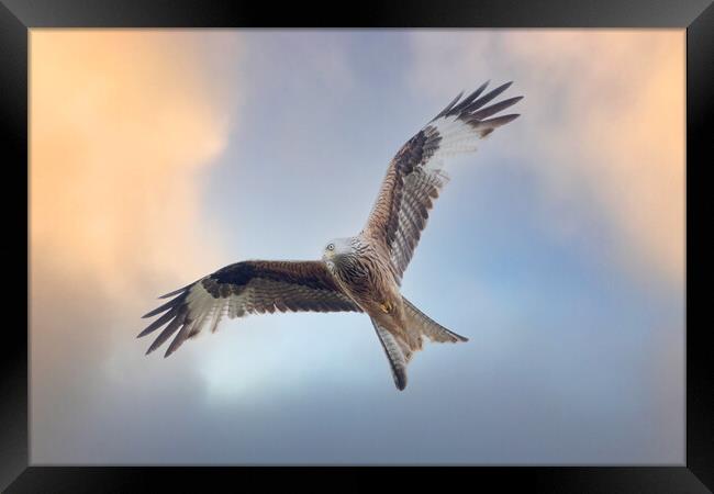 Red Kite in flight Framed Print by Des O'Connor
