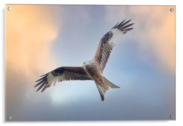 Red Kite in flight Acrylic by Des O'Connor