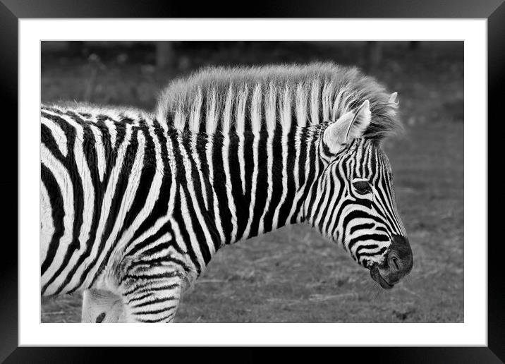 Zebra in Black and White Framed Mounted Print by Susan Snow