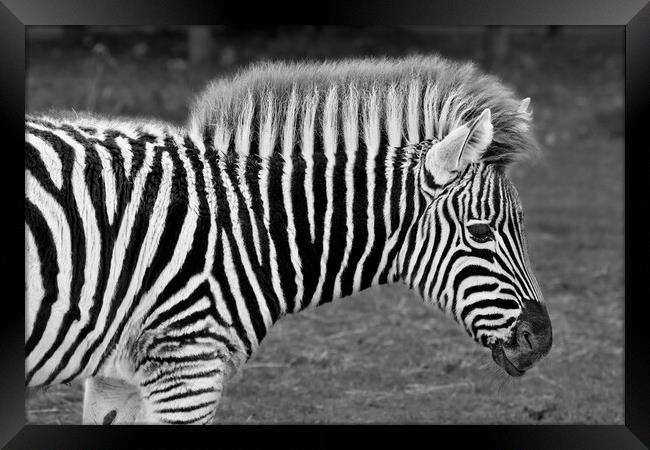 Zebra in Black and White Framed Print by Susan Snow