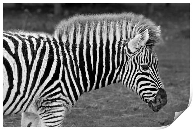 Zebra in Black and White Print by Susan Snow