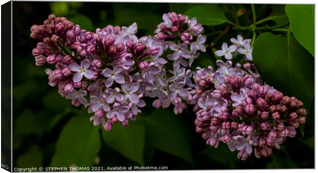 Blossoming Lilac Canvas Print by STEPHEN THOMAS